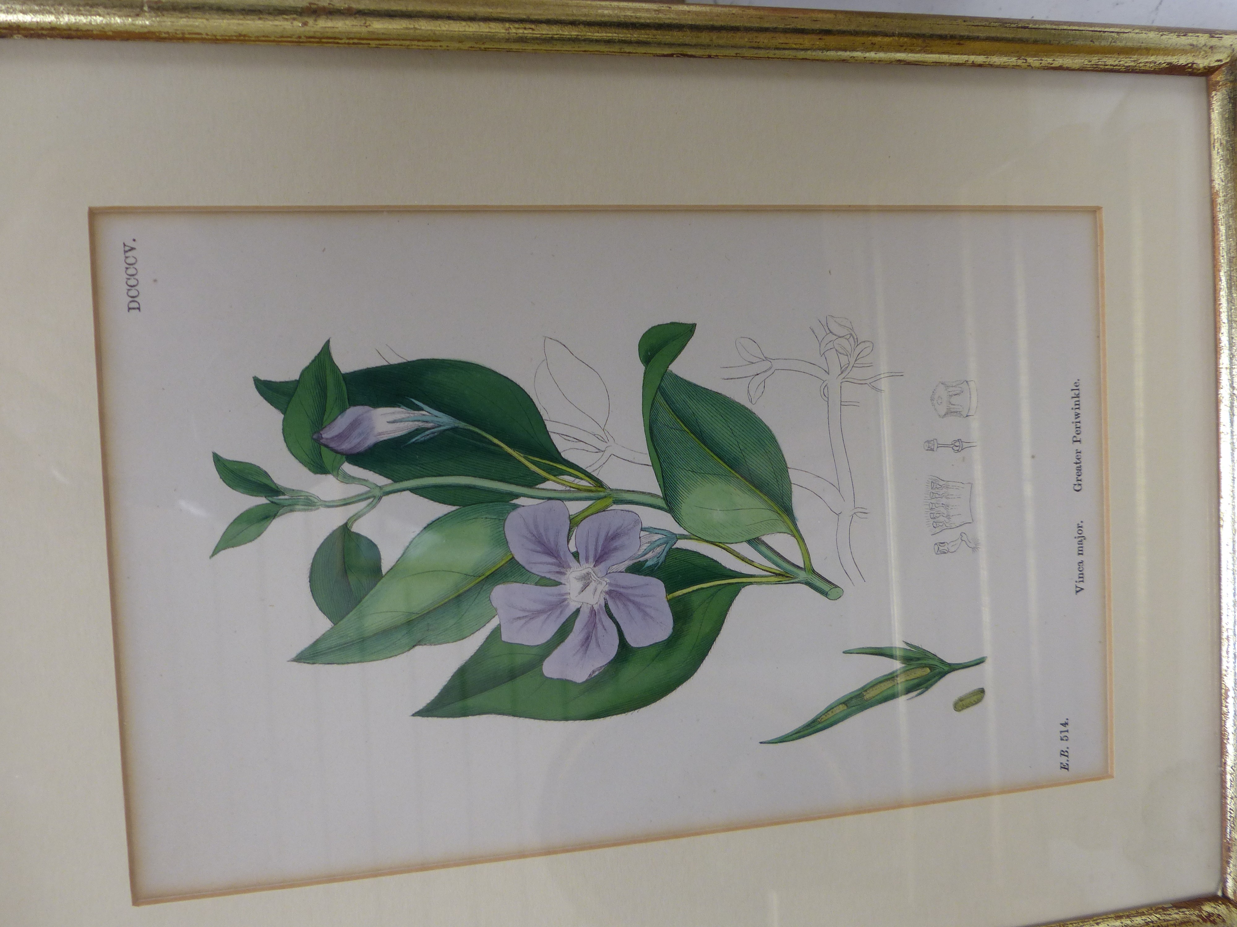 Fourteen Victorian hand coloured botanical engravings, largest 13 x 22cm